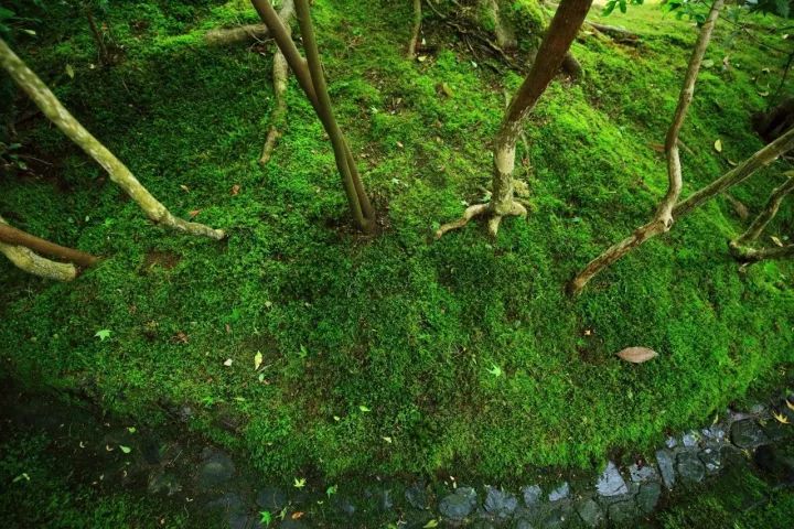 庭院满青苔，极美！-59