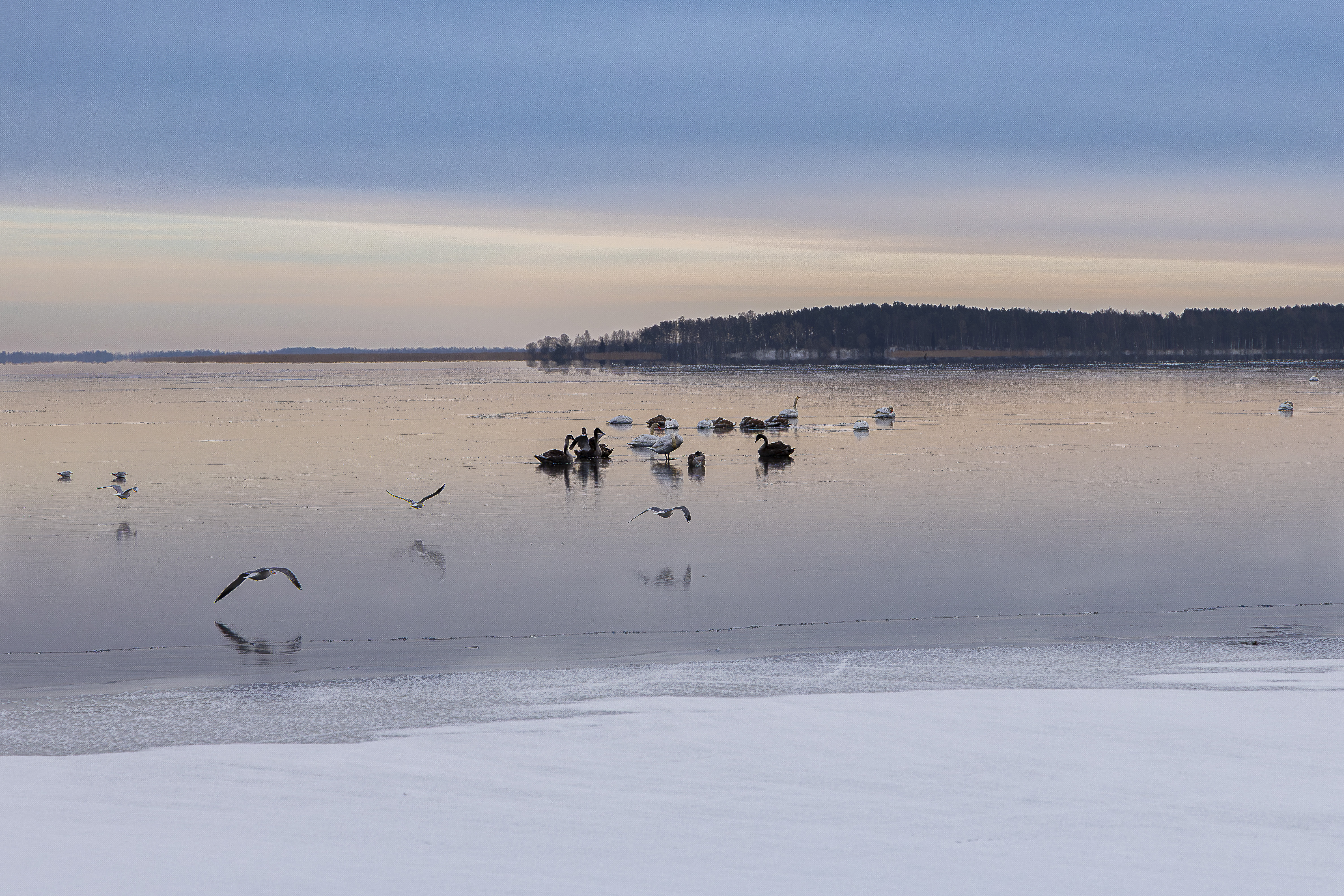 Птицы зимой. Birds in winter.-2