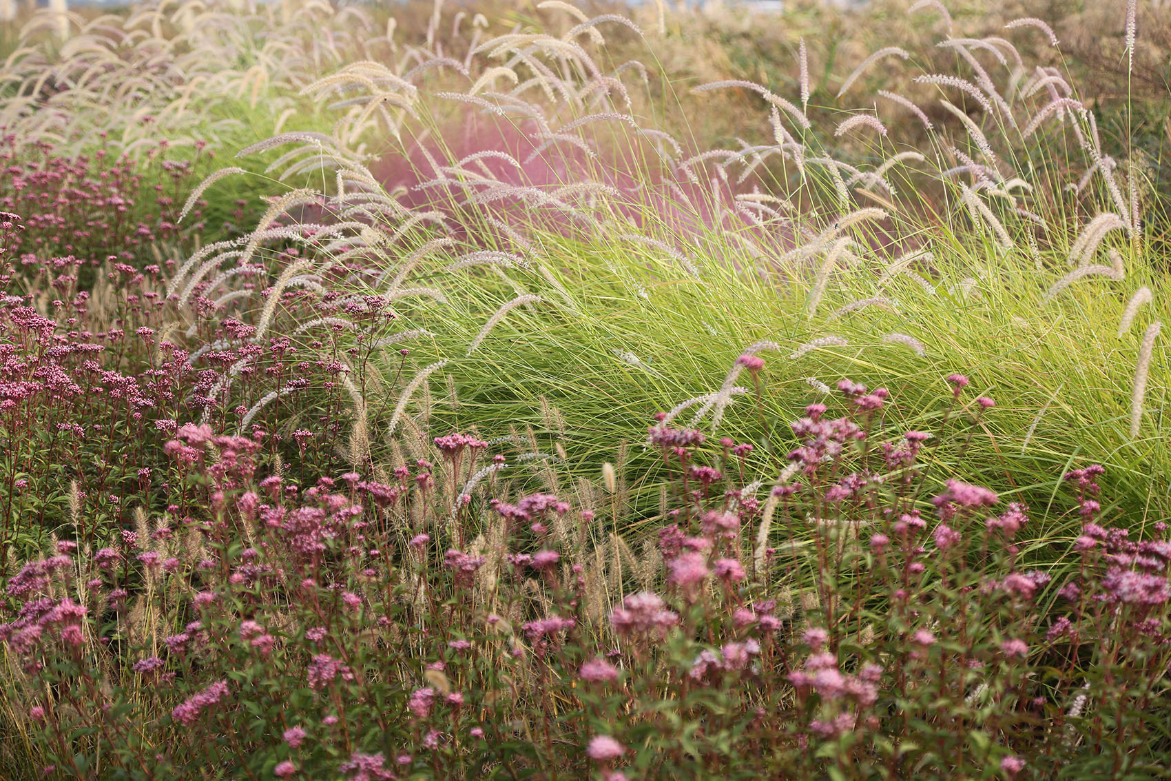 多岛海野草公园丨中国日照丨孔祥伟工作室-147