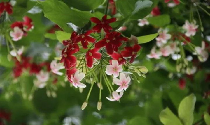 四季花开不间断的阳台打造指南-45