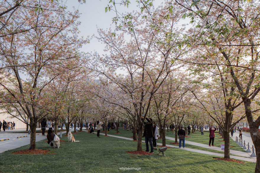 樱花+龙美术馆丨中国上海丨大舍建筑设计工作室-106