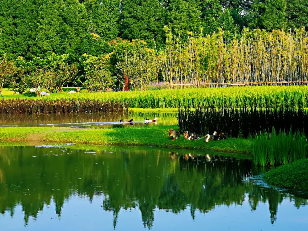 天府水岛林盘依田桃源丨中国成都丨梦景未来DDM-45