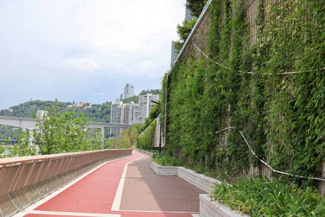 “两江四岸”治理提升嘉滨路化龙桥段焕新开放！2.9公里绿色纽带贯通嘉陵江岸-16