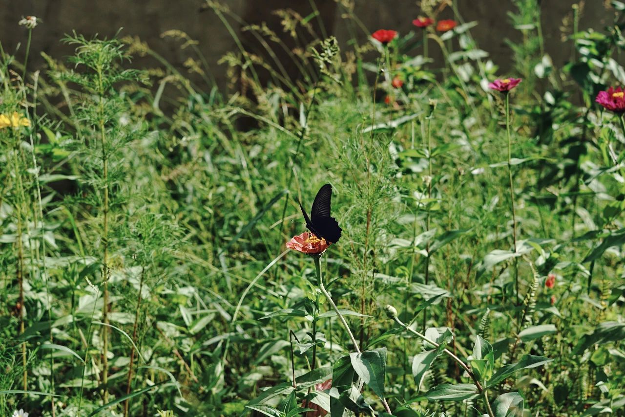 重庆飞茑集 | 睡入云端,尽享清凉山城田园生活-74