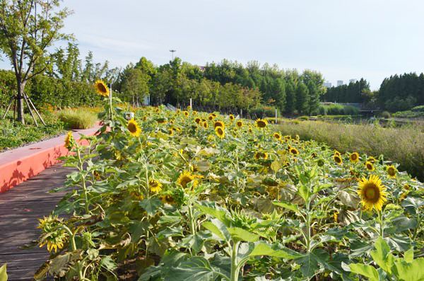 Turenscape’s Houtan Park（后滩公园）丨中国上海-27