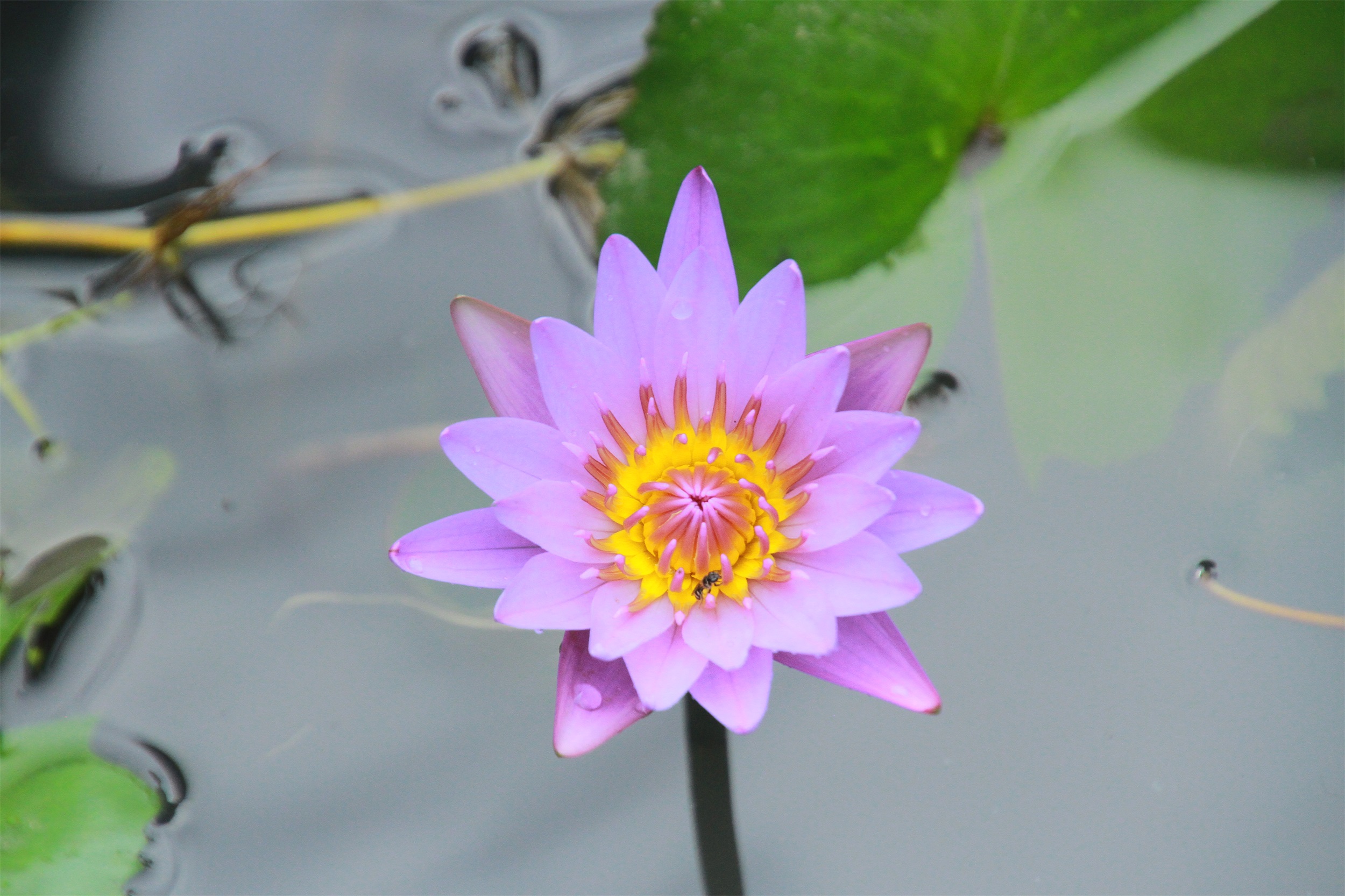 武汉脉动生态花园：一座由工厂废弃物建成的花园丨中国武汉丨盖娅朴门设计-38