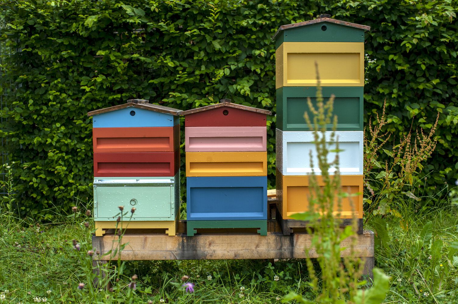 德国Vitra Oudolf花园丨Piet Oudolf-35