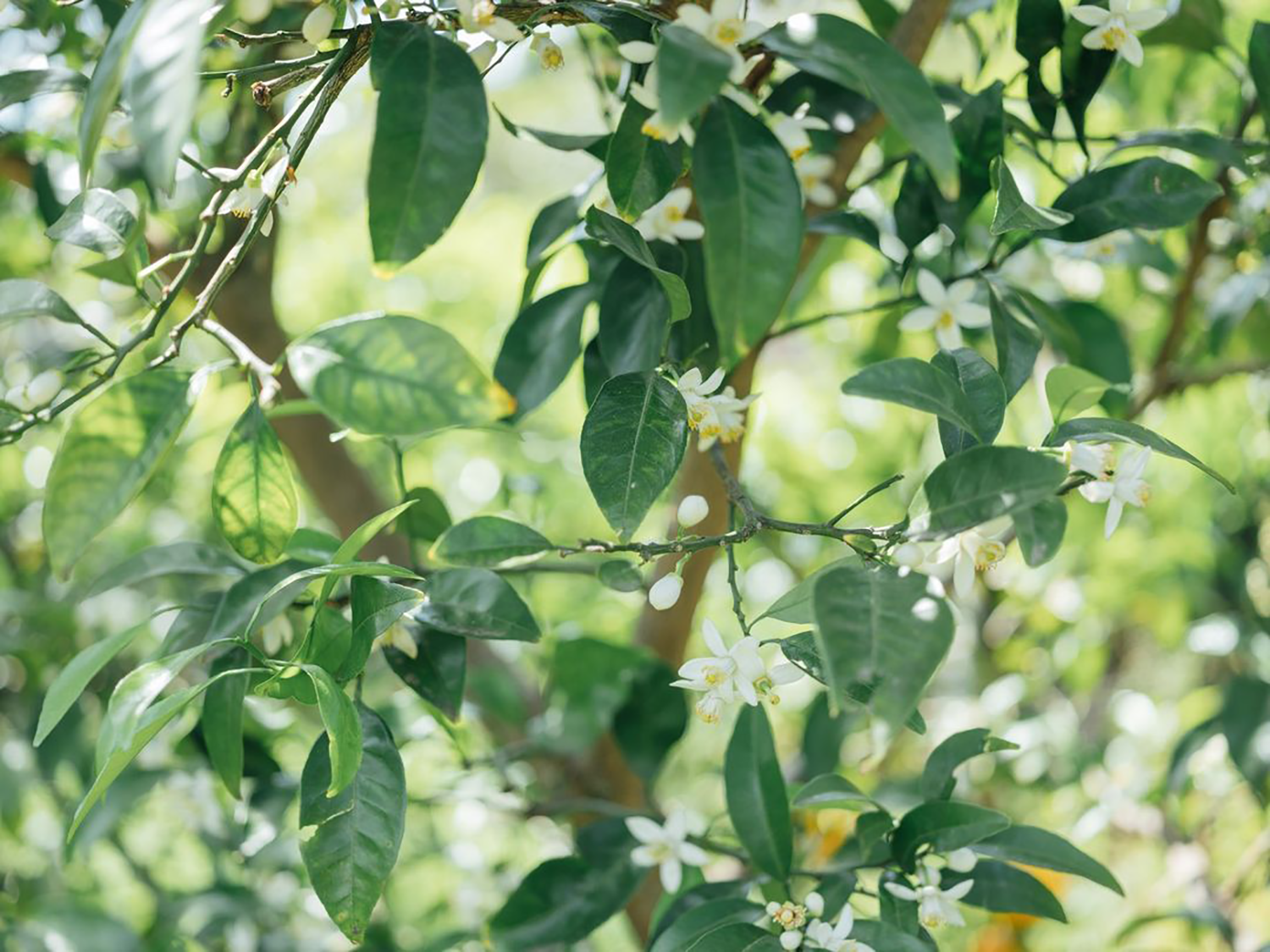 日本汤河原温泉 Yugawara Soyu Books and Retreat,宁静的森林庇护所-48