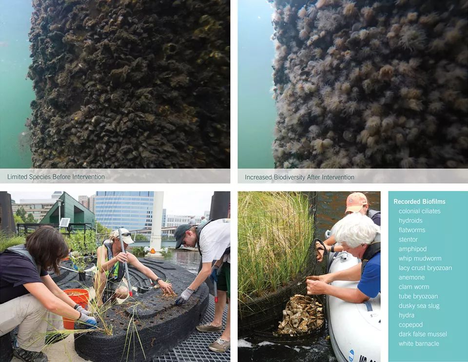 2018ASLA 研究奖得主 | 巴尔的摩漂浮湿地改善水质，促进生物多样性-31