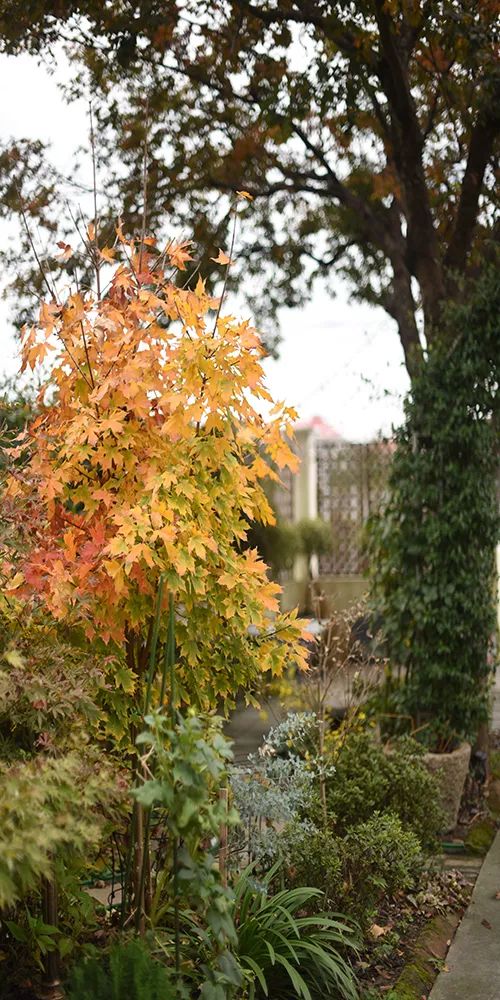 78岁爷爷改造荒废院子，为孙女建起一座花园-23