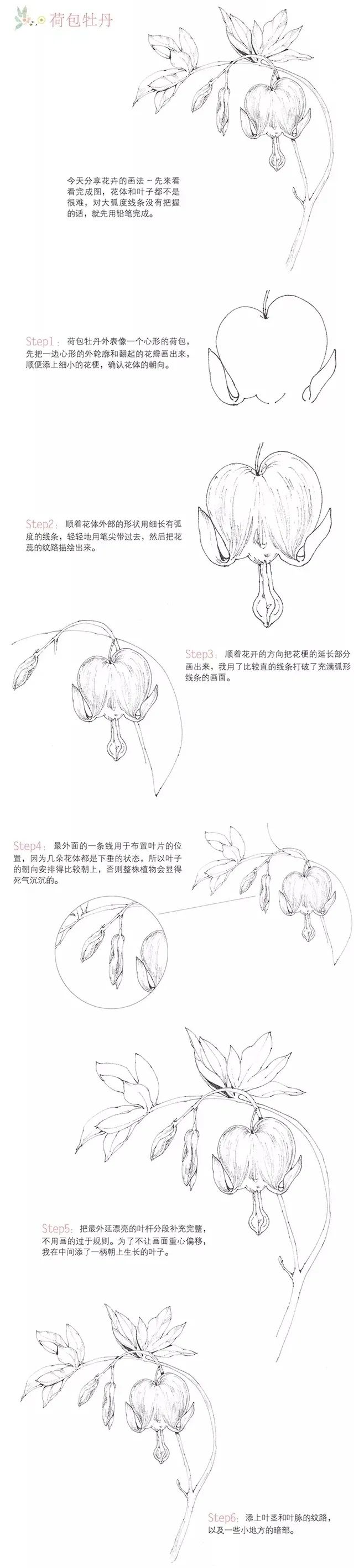 荷包牡丹 | 独特外形与丰富花语的观赏植物-58