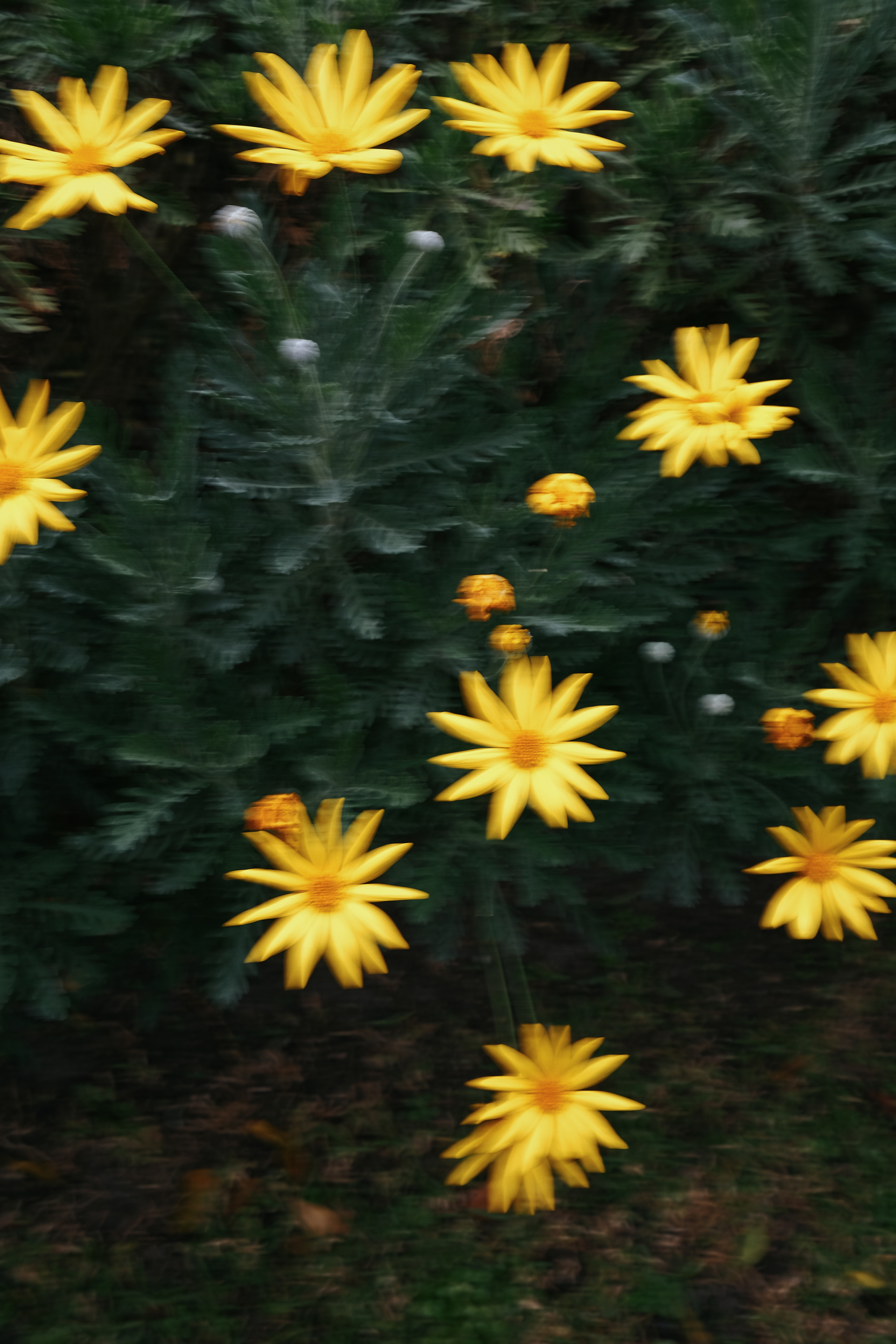 生日肖像·纳特丨澳大利亚墨尔本-6