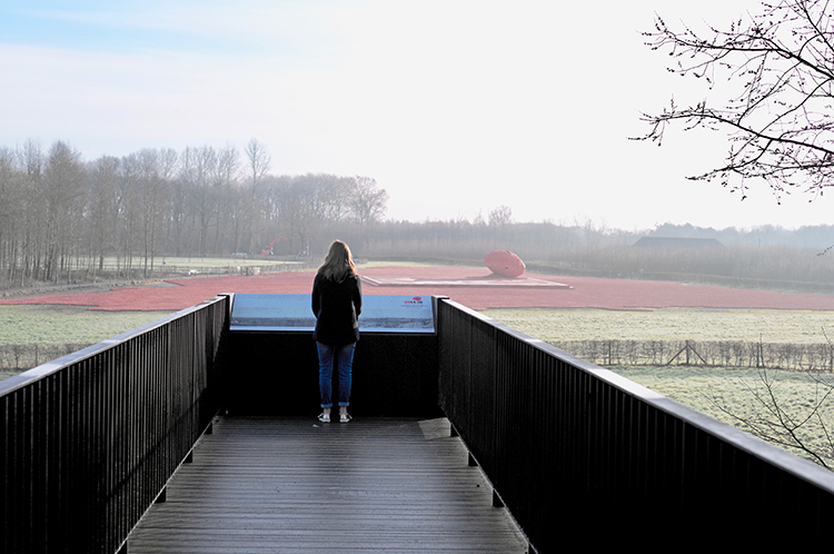 Ypres地区一战纪念榆树种植项目丨比利时丨未明确提及统一设计方,部分由Antwerp工作室设计-1