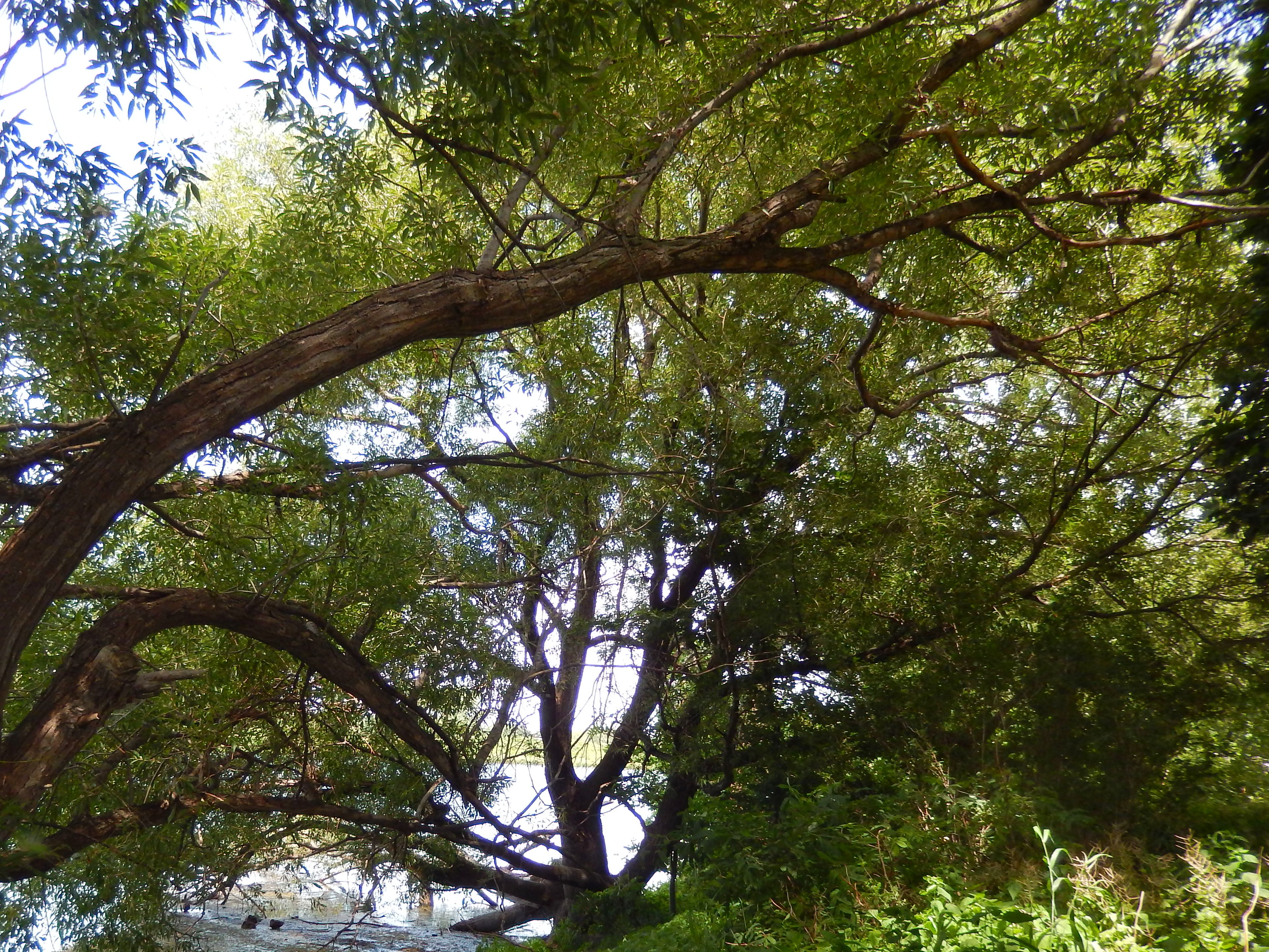 世界上的树木丨Sylvie D.-287