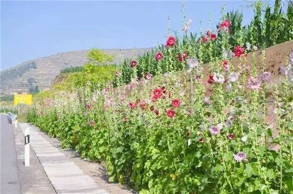 绿篱景观的多功能设计 | 空间、生态与美学的完美结合-22