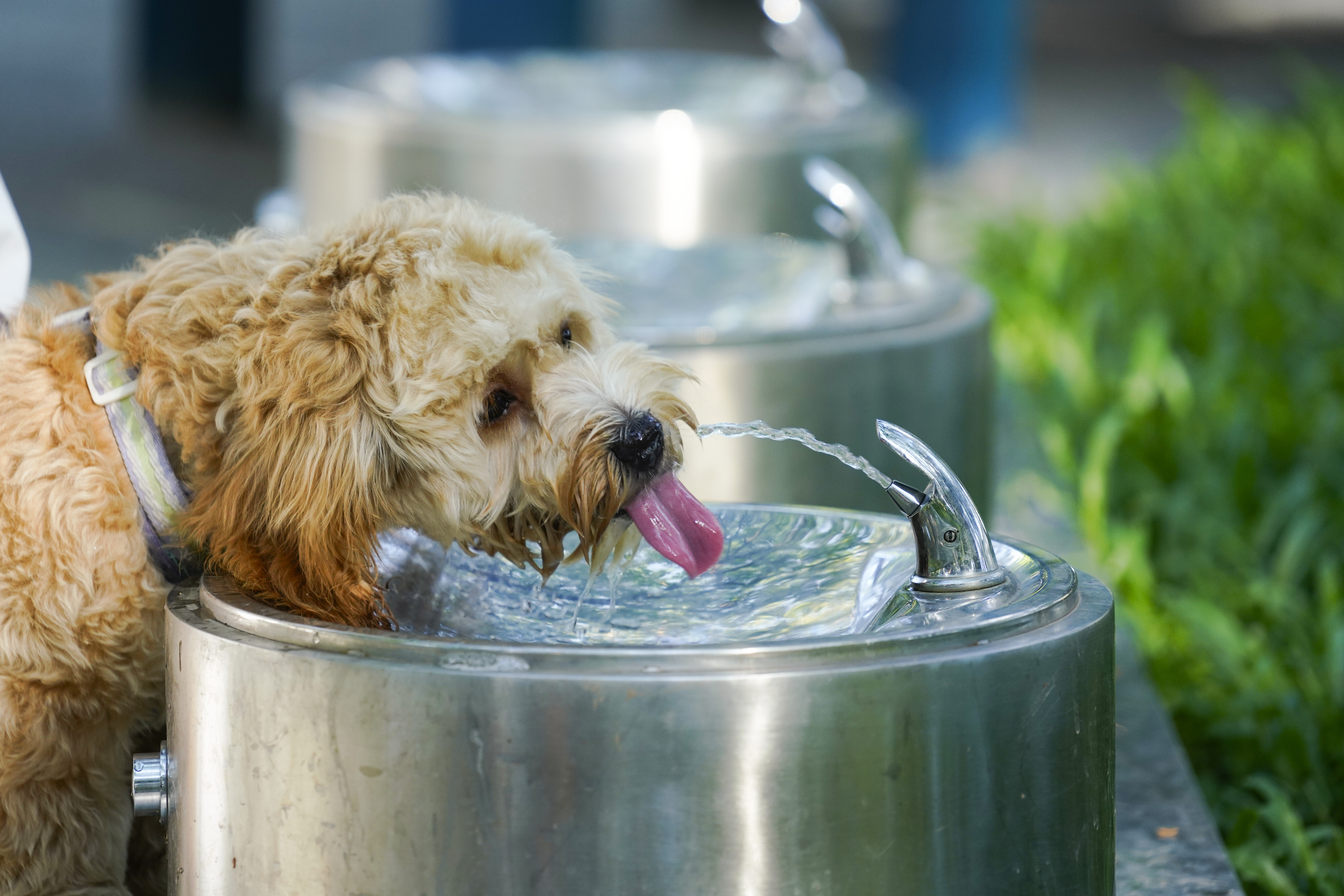 深圳市罗湖泥岗东路宠物友好口袋公园丨中国深圳丨深圳市未名设计顾问有限公司罗湖分公司（WMLA）-11