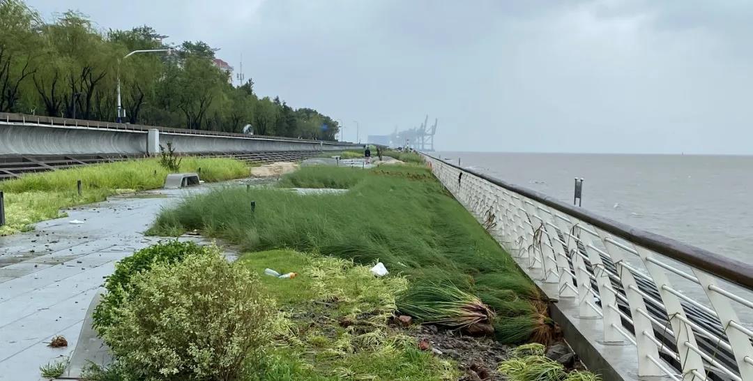 宝山滨江（一期）岸线的生态化与市民化转型-102