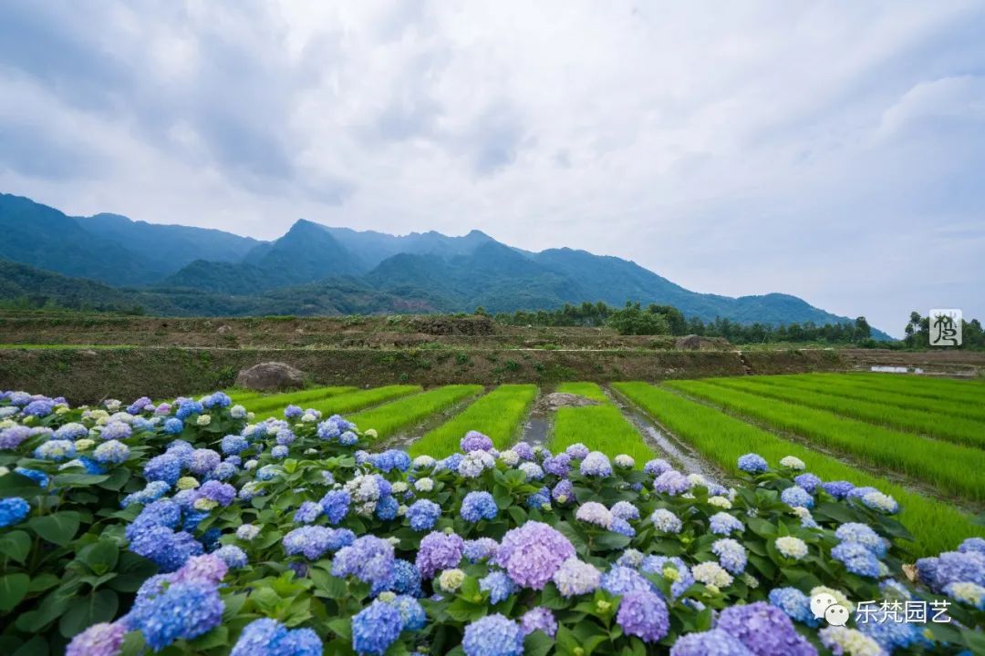 高桥里·望山合院丨中国眉山丨成都乐梵缔境园艺有限公司-10