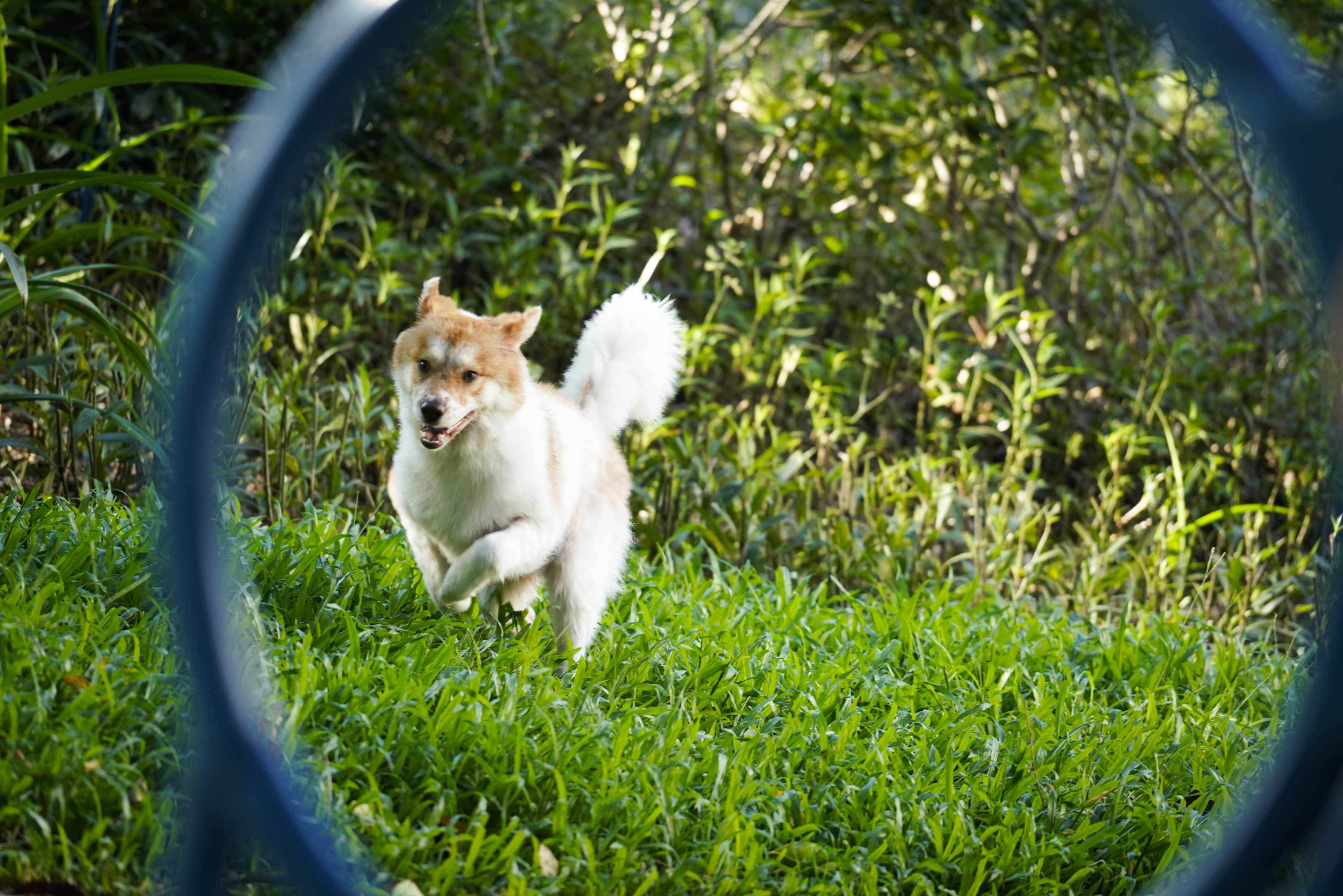 深圳市罗湖泥岗东路宠物友好口袋公园丨中国深圳丨深圳市未名设计顾问有限公司罗湖分公司（WMLA）-24