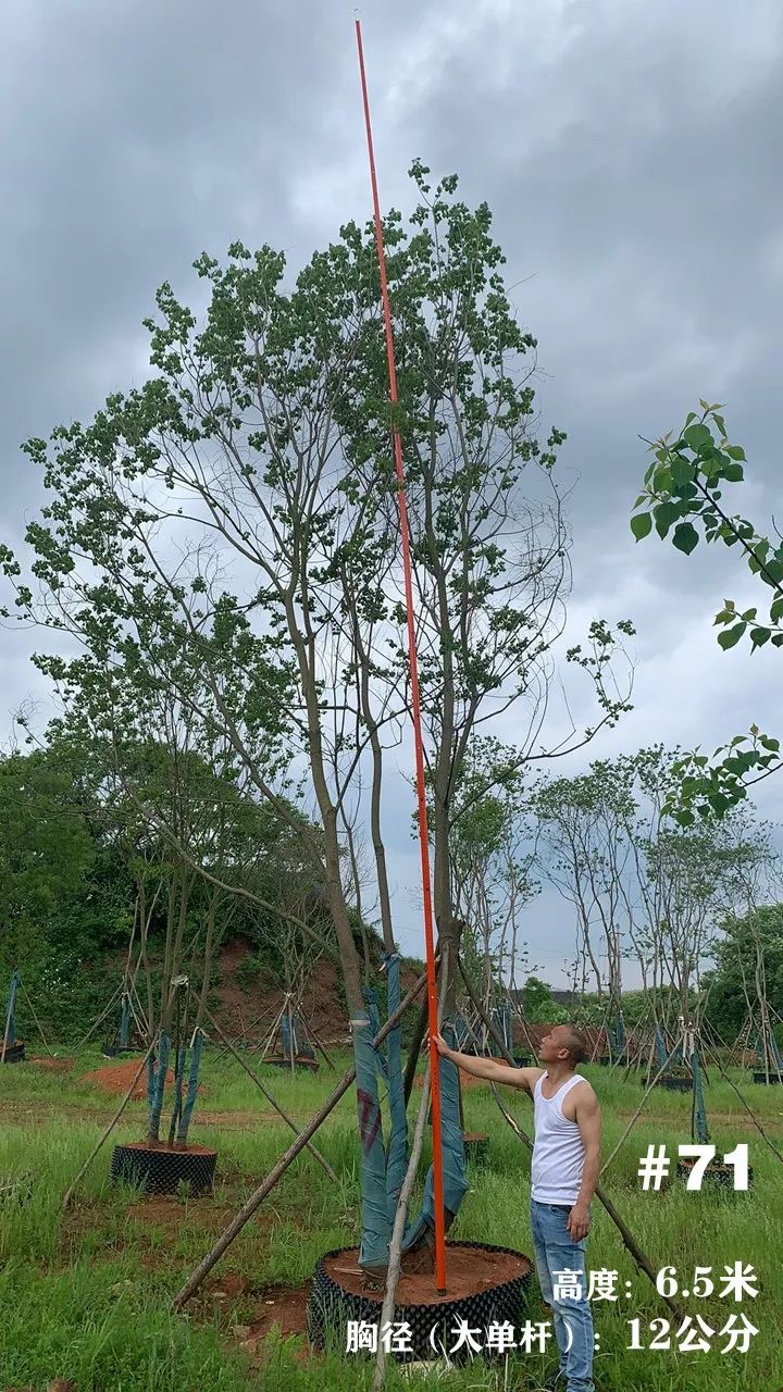 湖南衡阳 148 棵精品乌桕景观设计丨中国衡阳丨看见景观-84