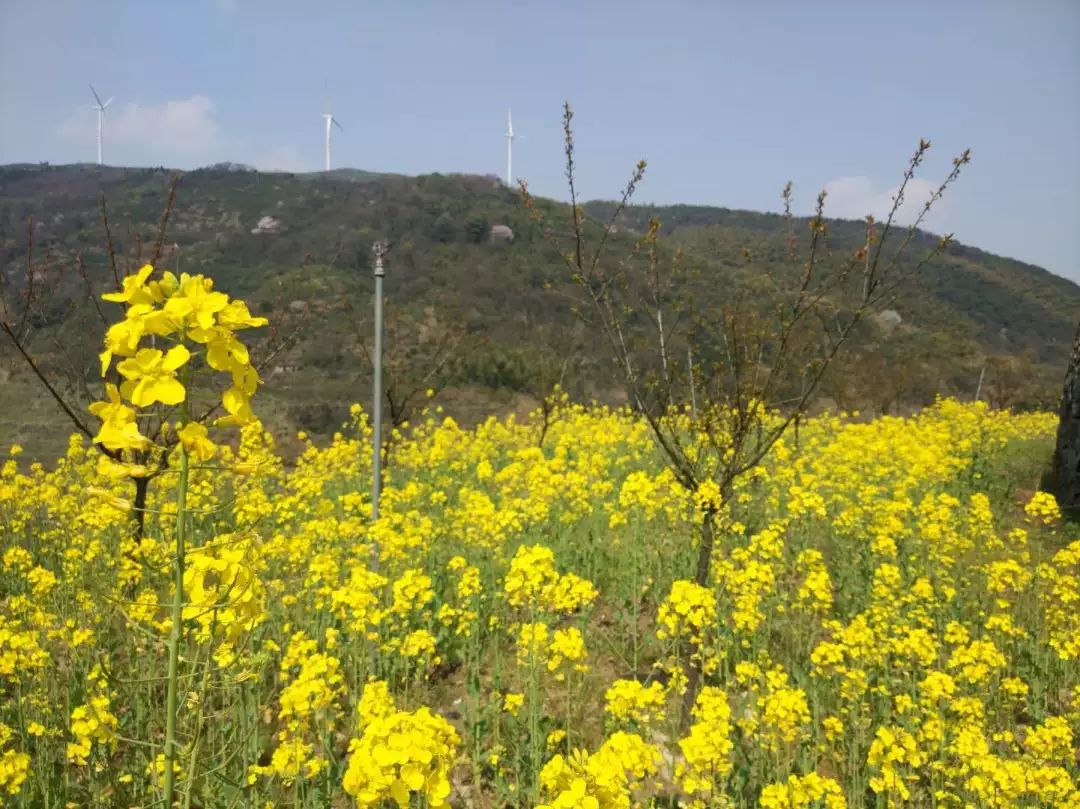 海华院春日踏青活动回顾 | 和谐邻里，美景尽收眼底-25