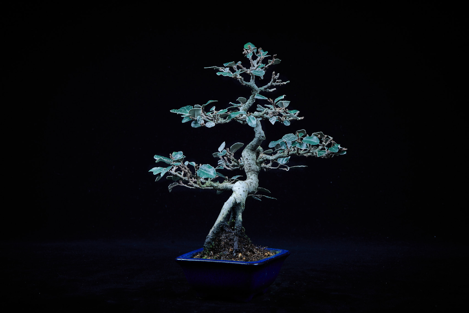 20~25公分小品盆栽-21