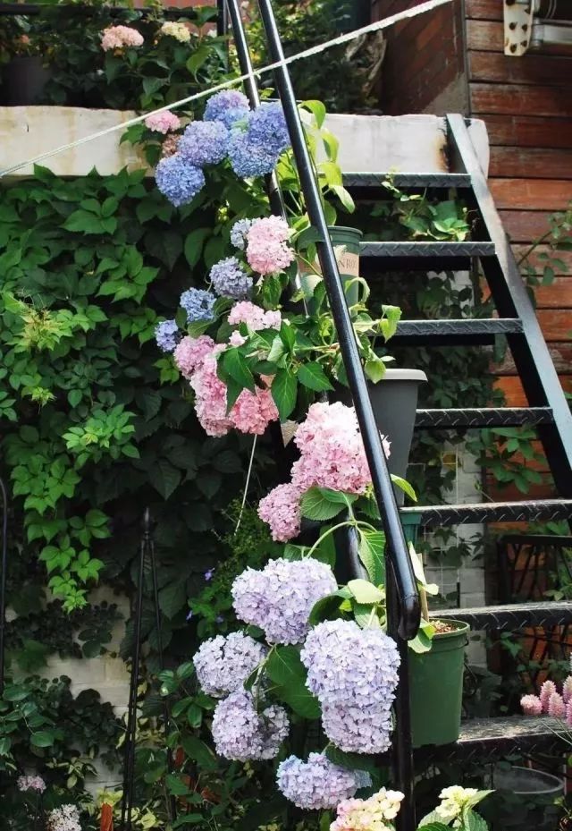 她在楼顶悄悄建了一座梦想花园，美翻了！这才是把日子过成诗的样子-178