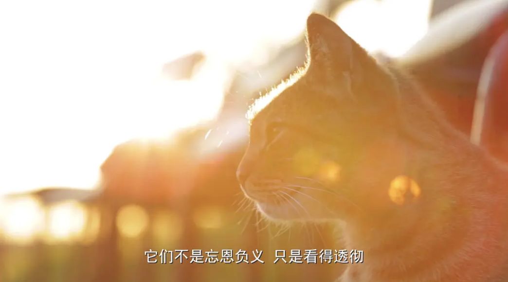 猫与人类 | 共生之艺术-21