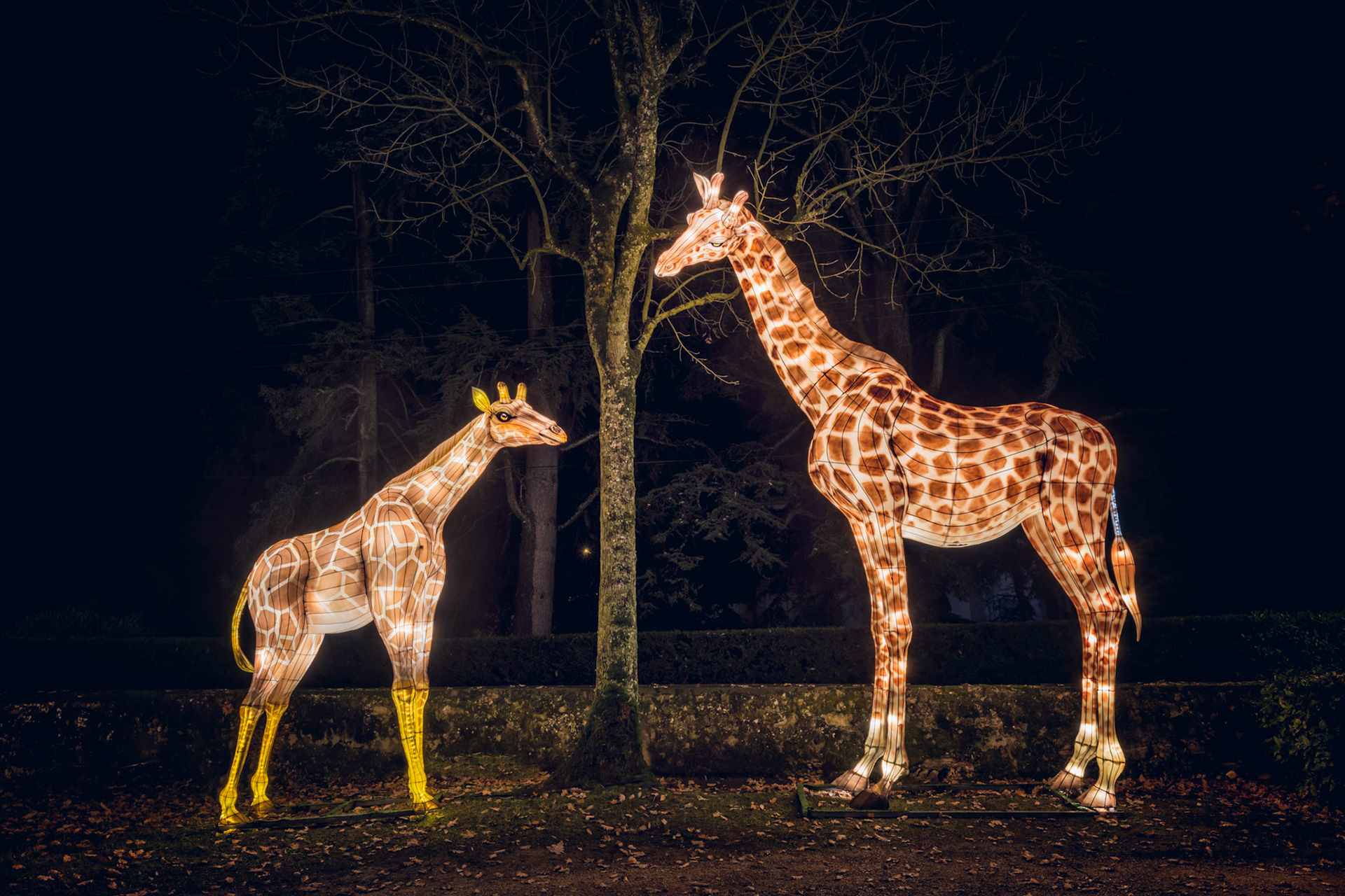 Festival Lanterne Gaillac 2017-11