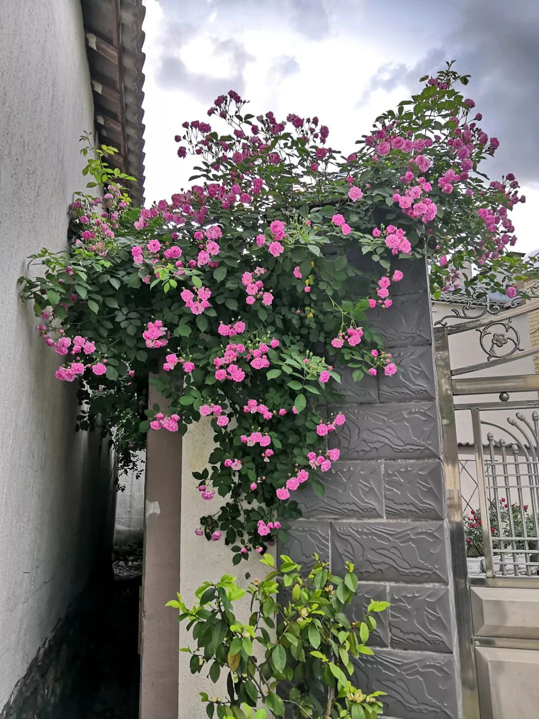 大叔也爱养花，3天造出个小花园，一分钱没花！-38