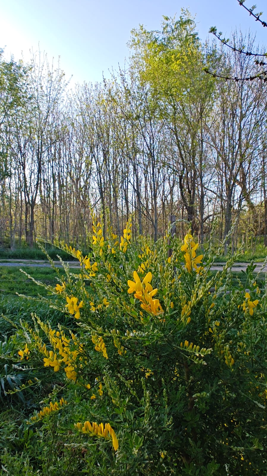 Las Magnolias  Chascomus 景观设计丨阿根廷布宜诺斯艾利斯-19