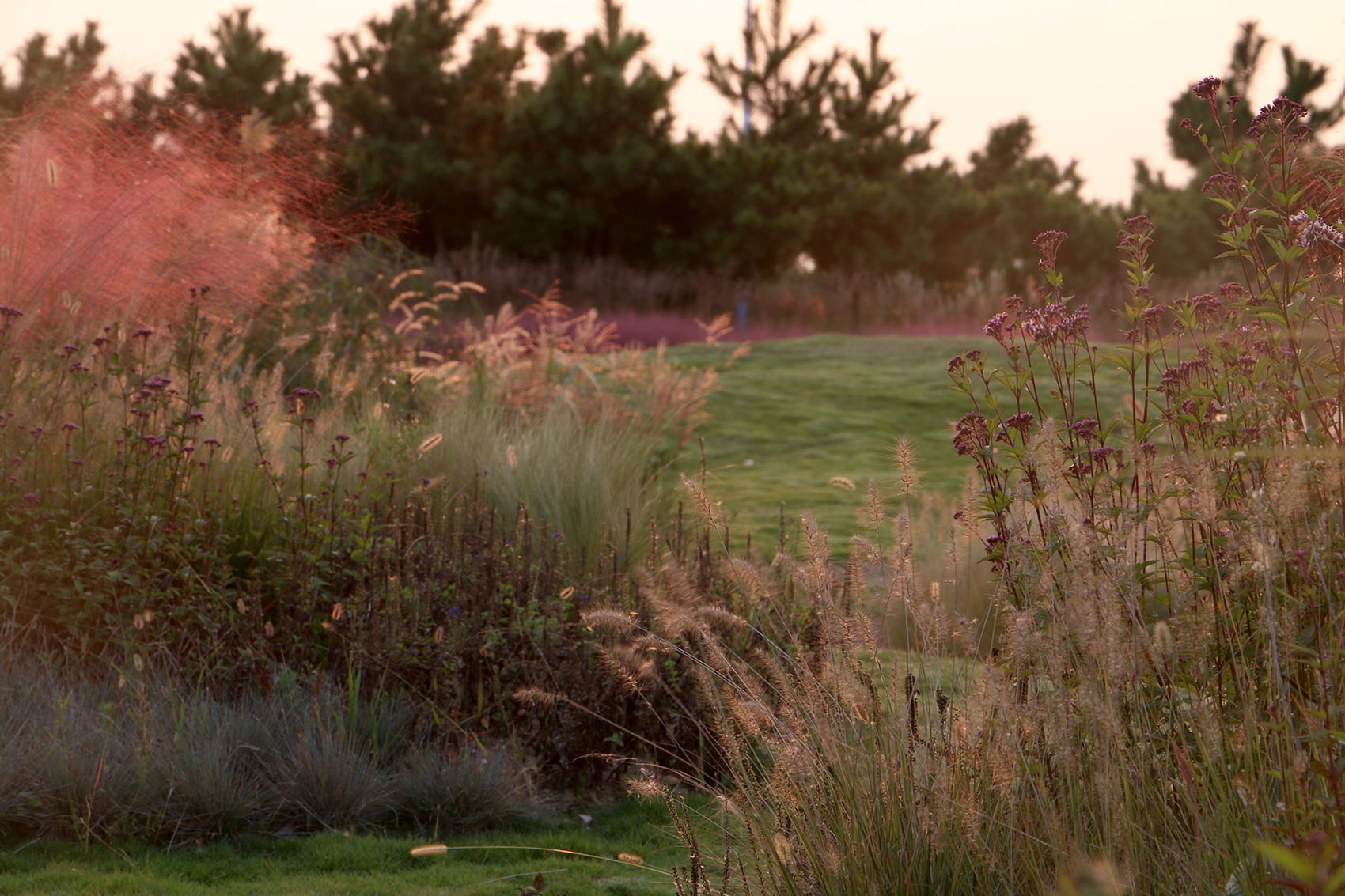 多岛海野草公园丨中国日照丨孔祥伟工作室-136