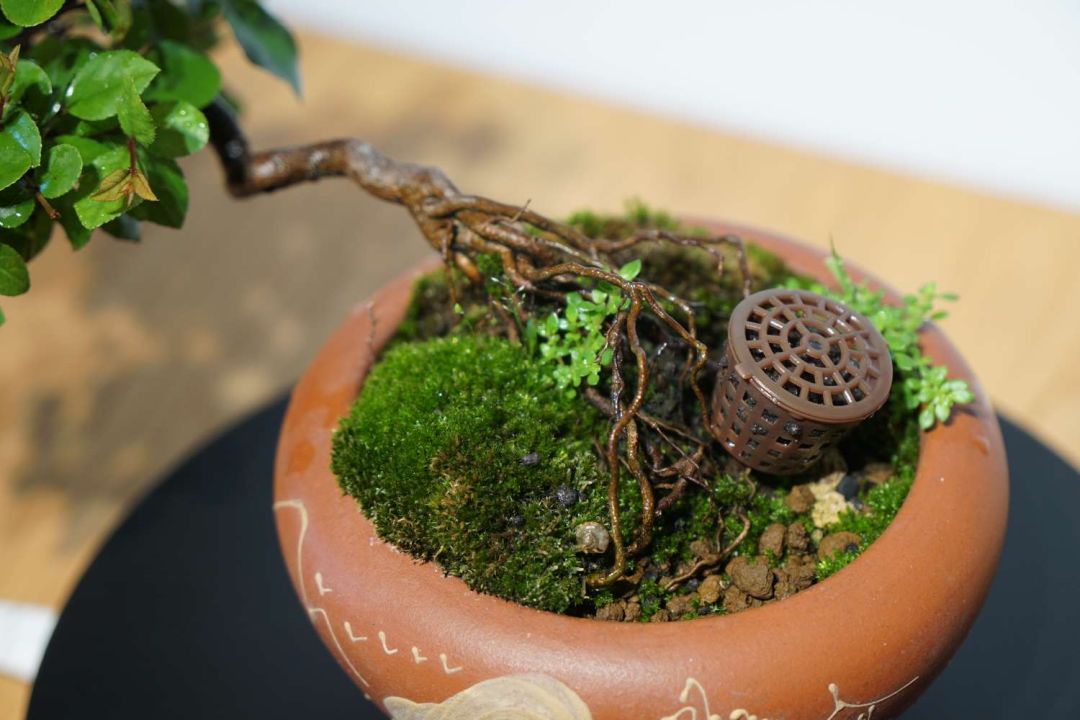 雀梅盆景艺术，品味静谧时光-22