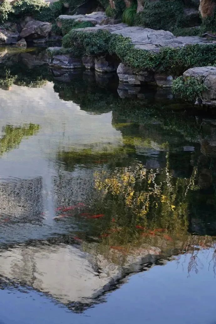 园林之韵 · 蜡梅盛开的苏州裕成园林丨中国苏州-26