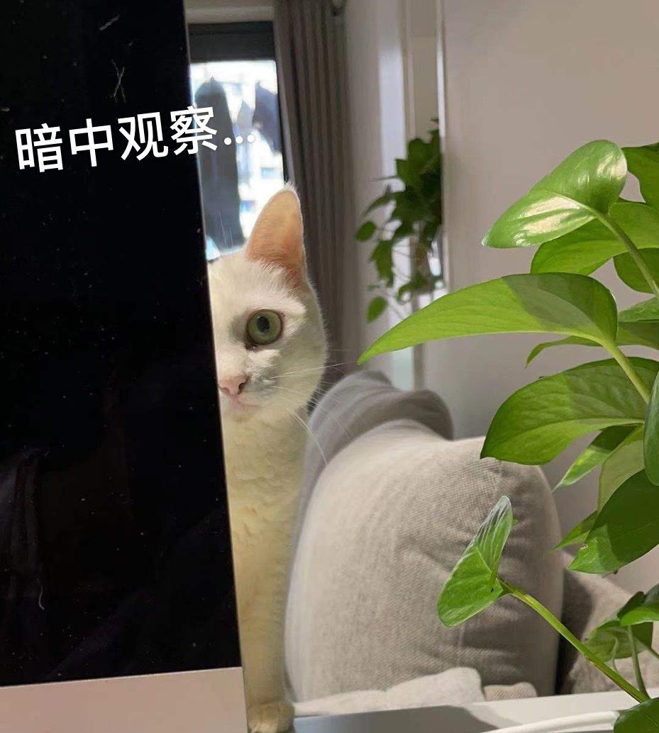 喵星人的简约温馨小窝-19