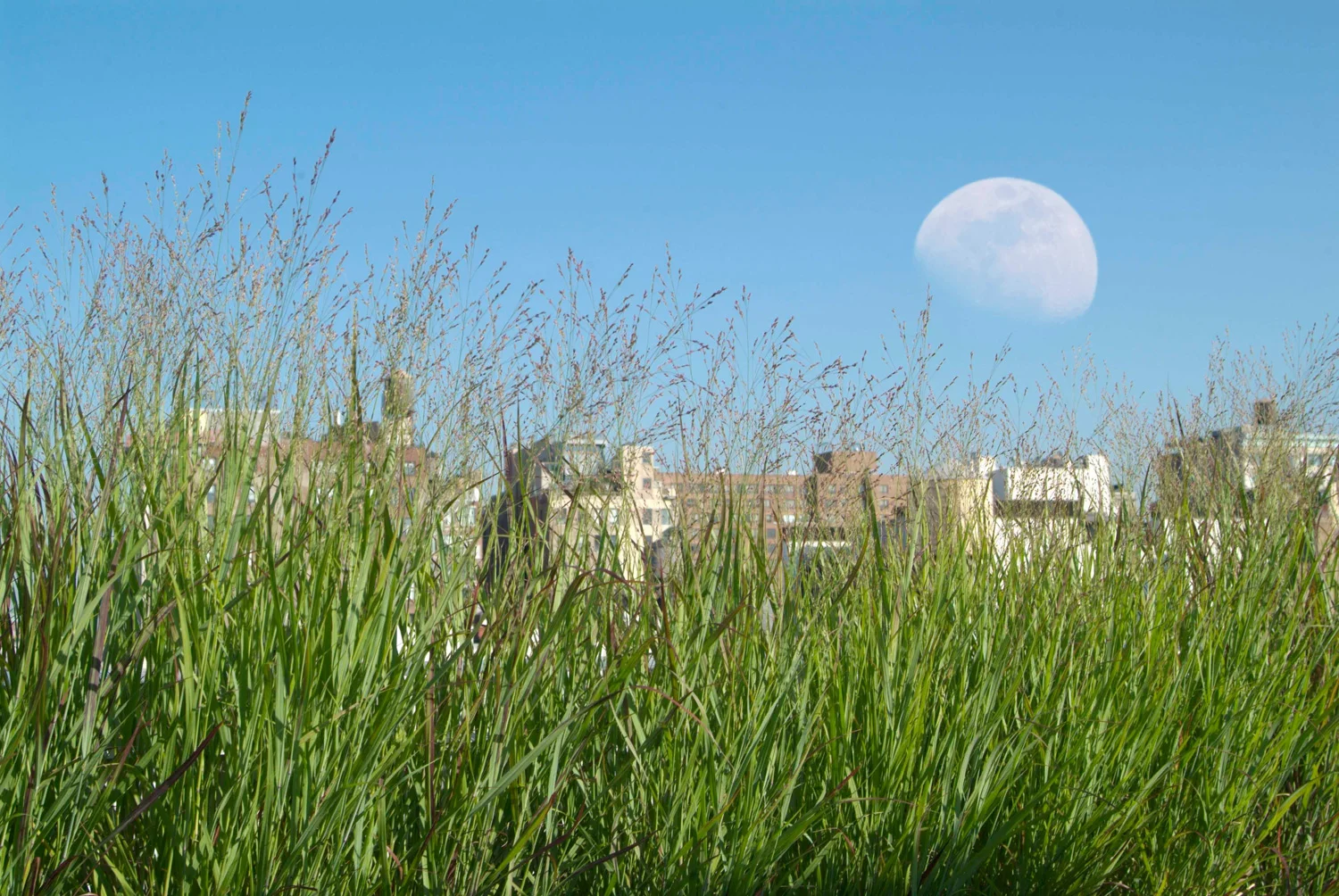 丨美国曼哈顿丨Todd Haiman Landscape Design Inc.-6