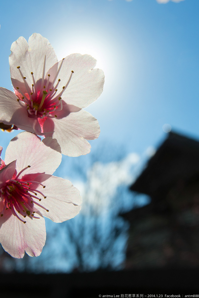 花 flower，蝶 butterfly-8