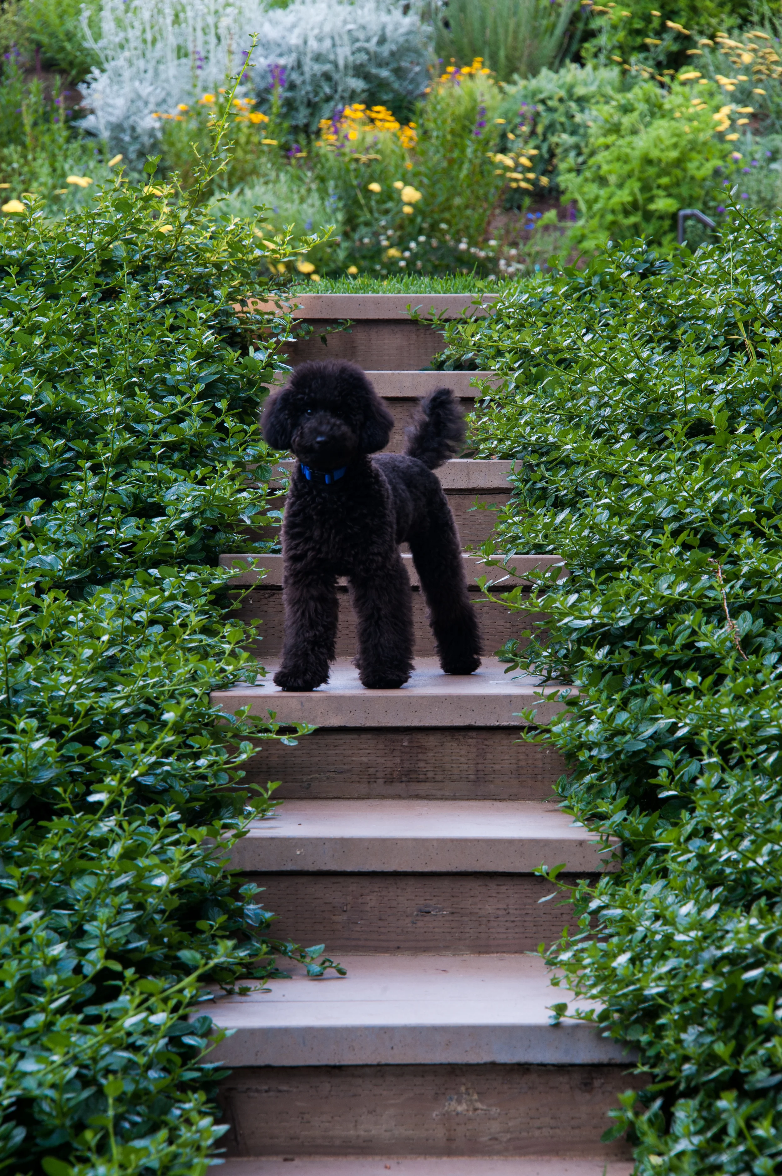 丨美国加利福尼亚丨CCS Architecture-3