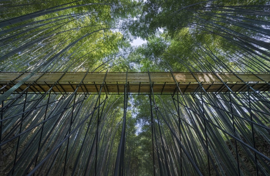 大别山森林徒步道(竹林·大松树段)丨中国安徽丨傅英斌工作室-3