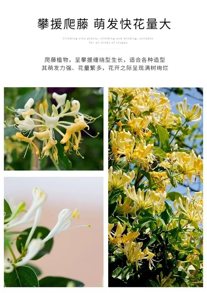 金银花园艺设计 | 品味清热解毒的良药之美-19