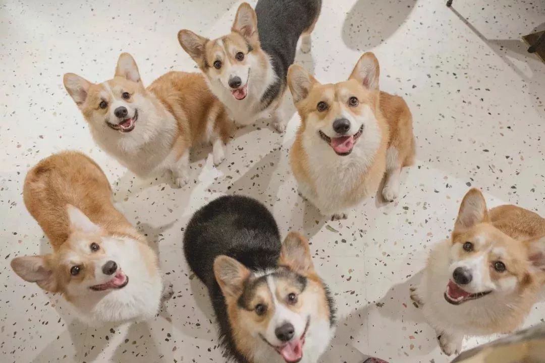 柯基互动体验馆，传递爱与关怀的小世界-2