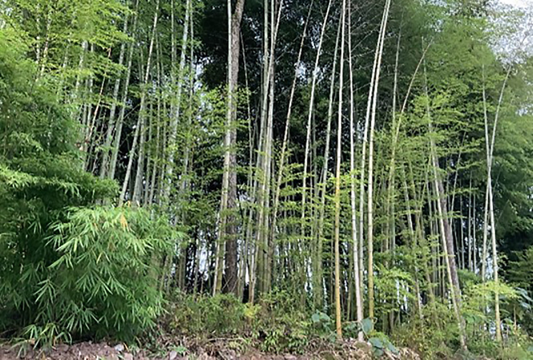 重庆“环舟奇迹”沉浸式户外游戏场景丨中国重庆丨WTD纬图设计-13