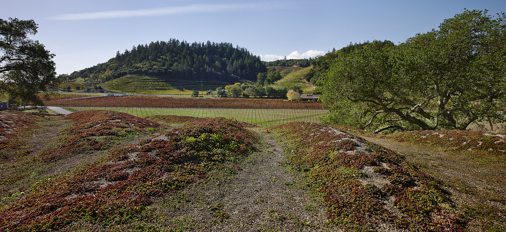 Odette Estate Winery | Signum Architecture-14