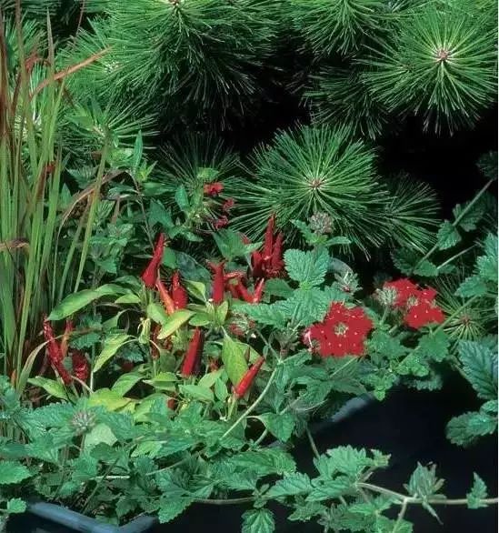 绿色生活趋势 | 可食地景打造城市美观实用景观-70