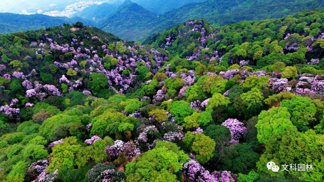 深圳市梧桐山第六届毛棉杜鹃花会景观设计丨中国深圳丨文科园林-18