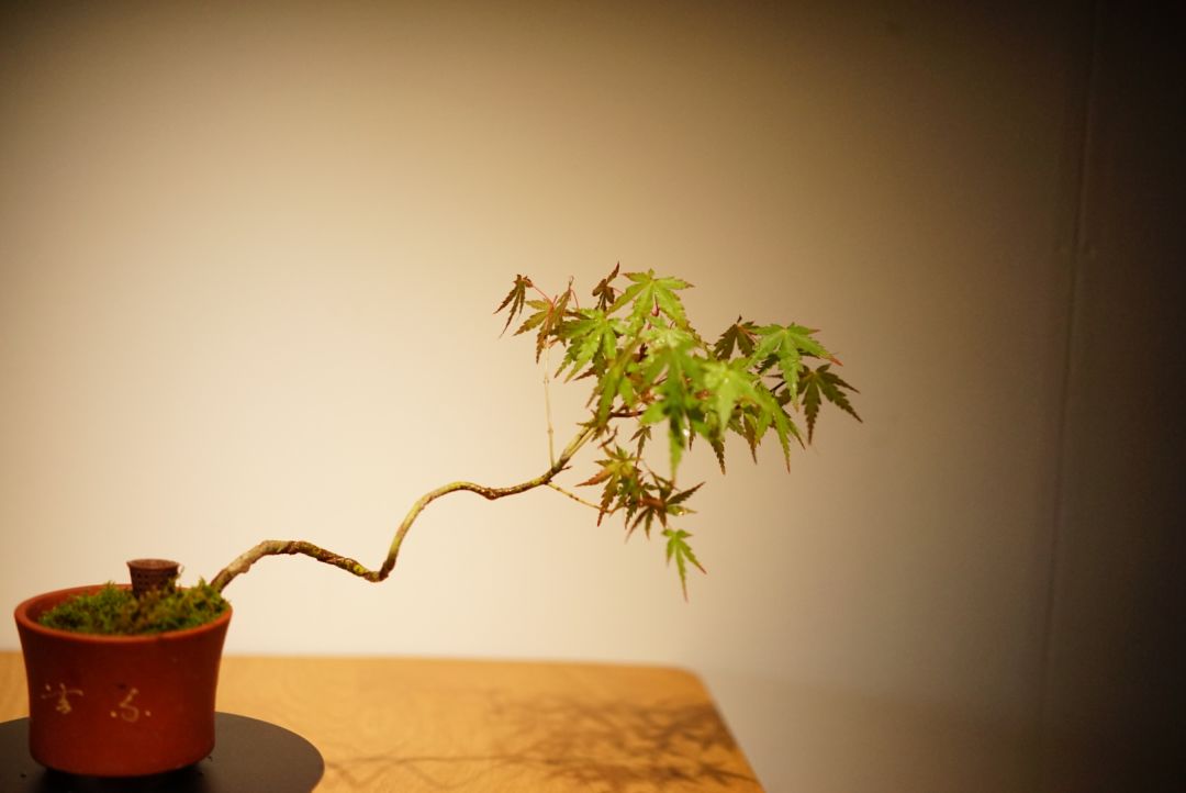 茶室中的鸡爪槭 | 热忱的绿意-10