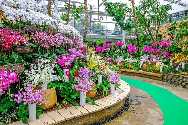 热带梦幻中心（海洋博公园内）丨日本冲绳-58