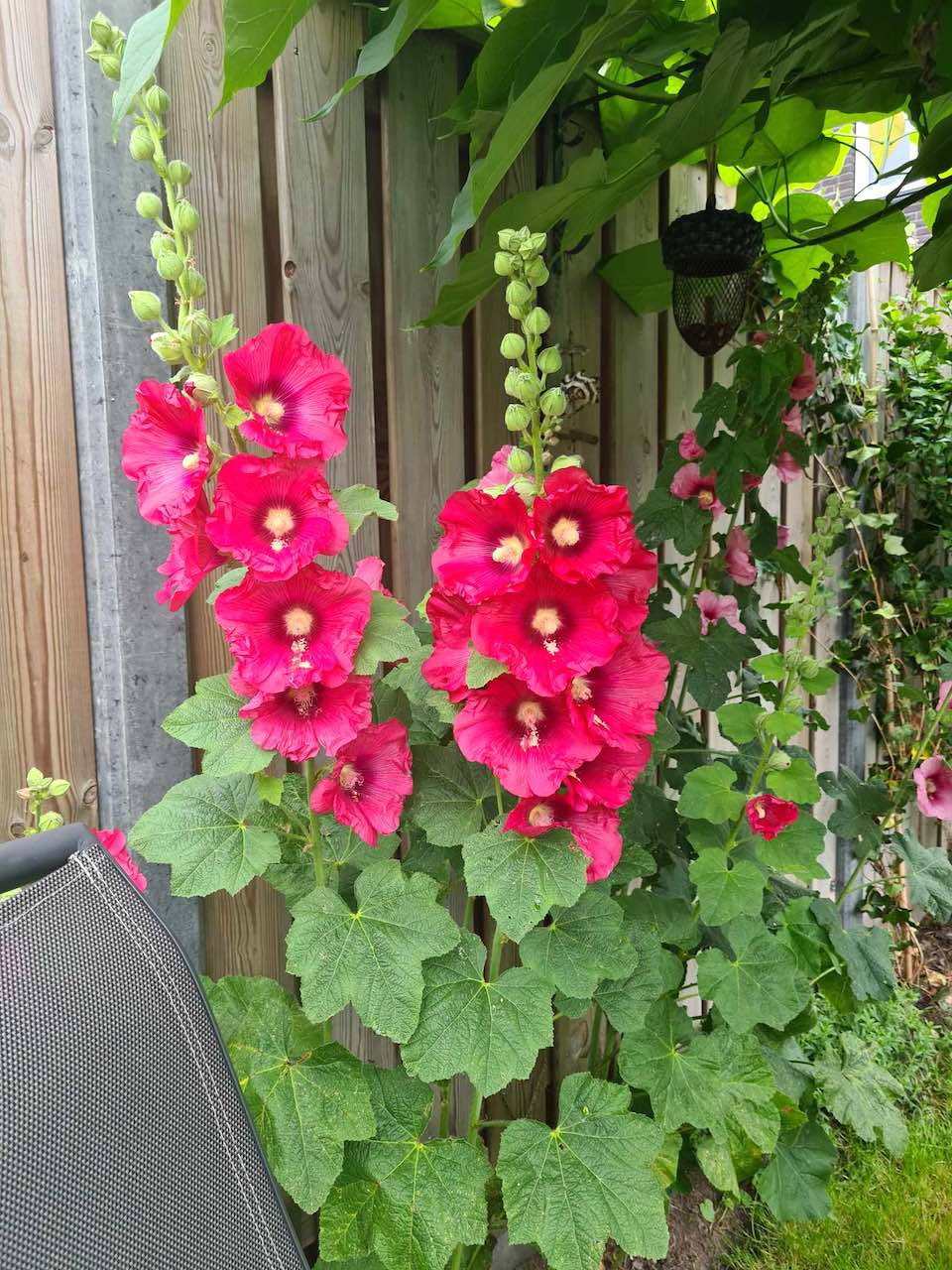 Margreet的带露台小花园丨荷兰阿森-35