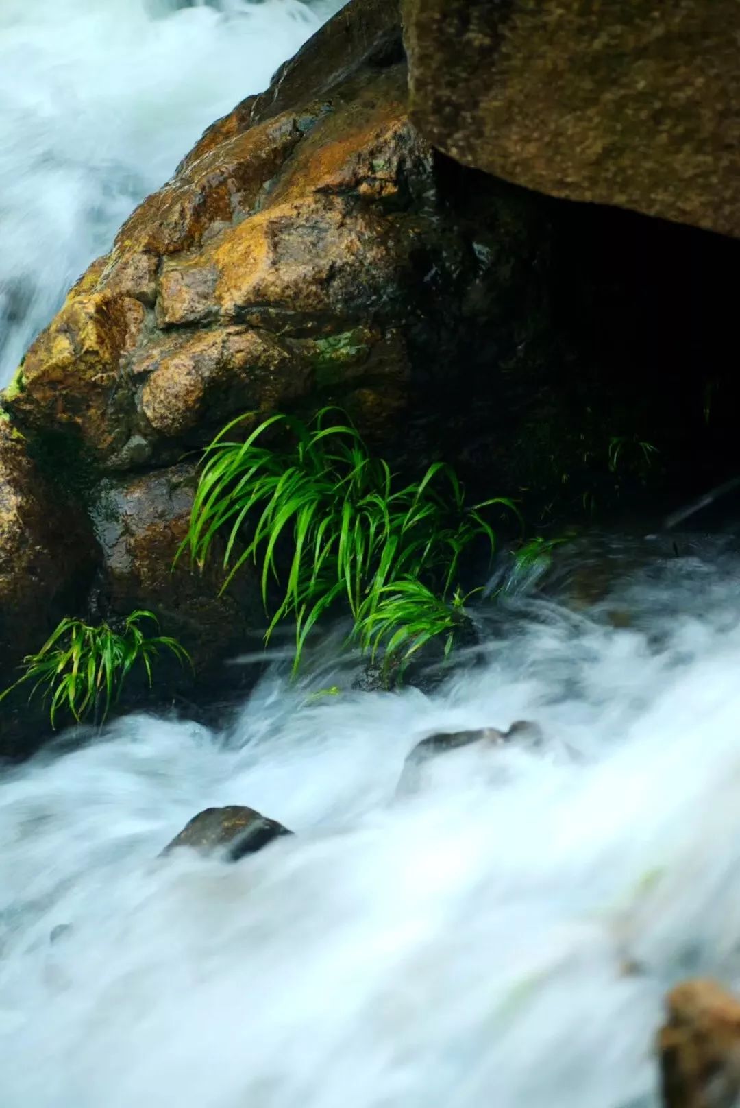 水中翠绿的诗意 | 菖蒲在园林设计中的应用-4