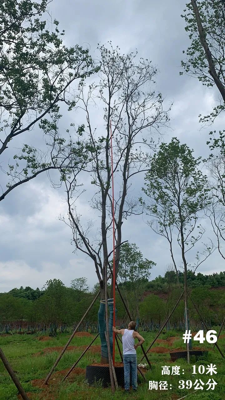 湖南衡阳 148 棵精品乌桕景观设计丨中国衡阳丨看见景观-56